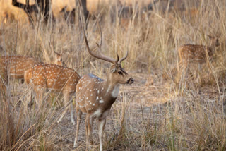 Spotted deer at a National Park in Rajasthan