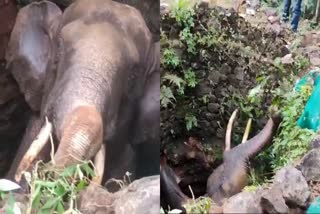 MALAPPURAM WILD ELEPHANT  MALAPPURAM ELEPHANT RESCUE  കാട്ടാന കിണറ്റില്‍ വീണു  ELEPHANT FELL WELL MALAPPURAM