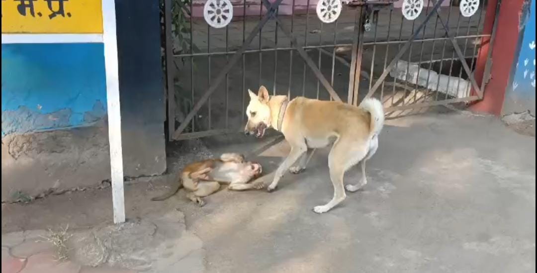 dog monkey friendship khargone