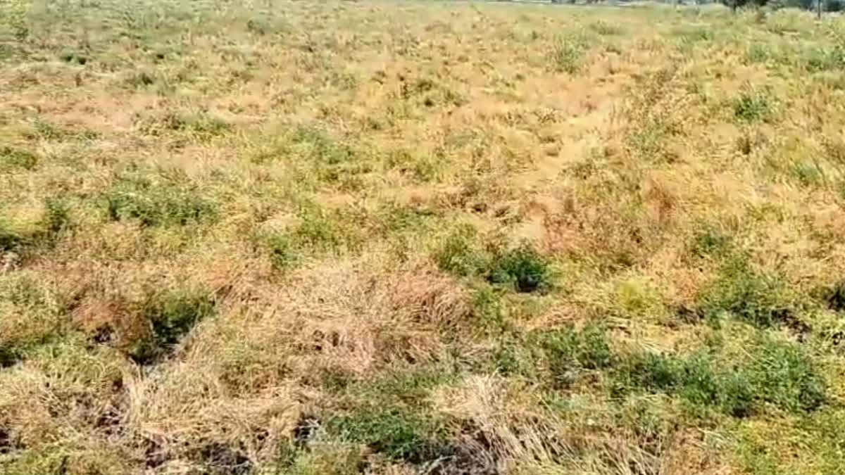 bundelkhand lentil crop ruined