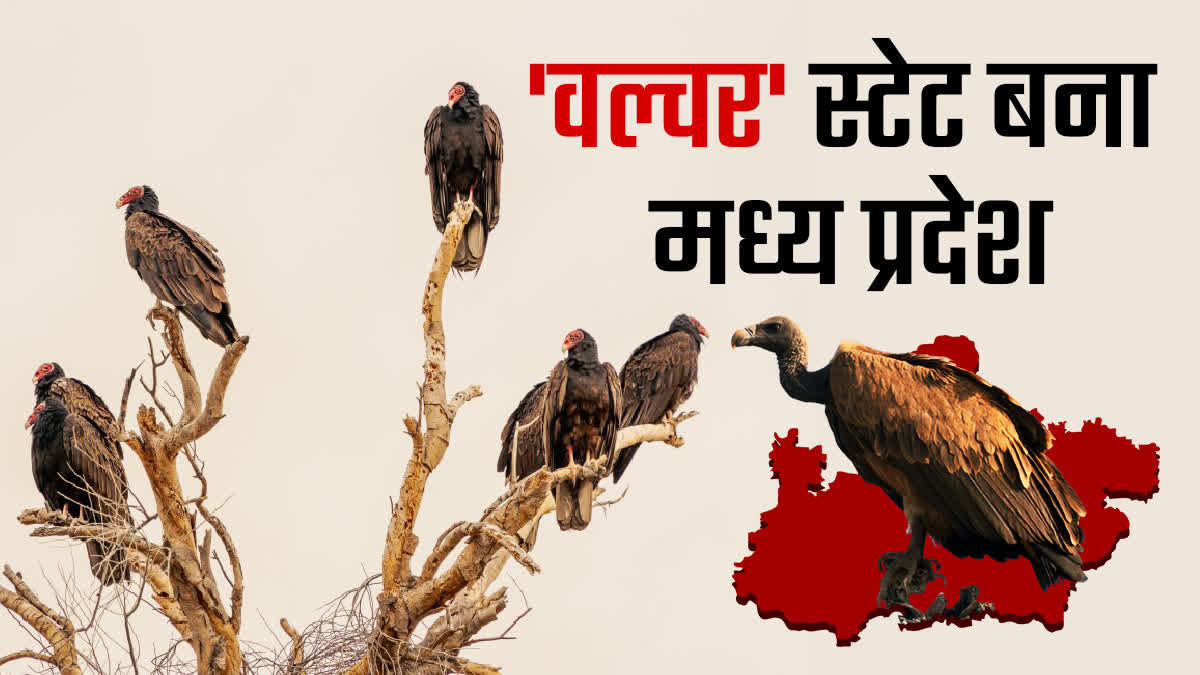 MP Becomes Vultures State