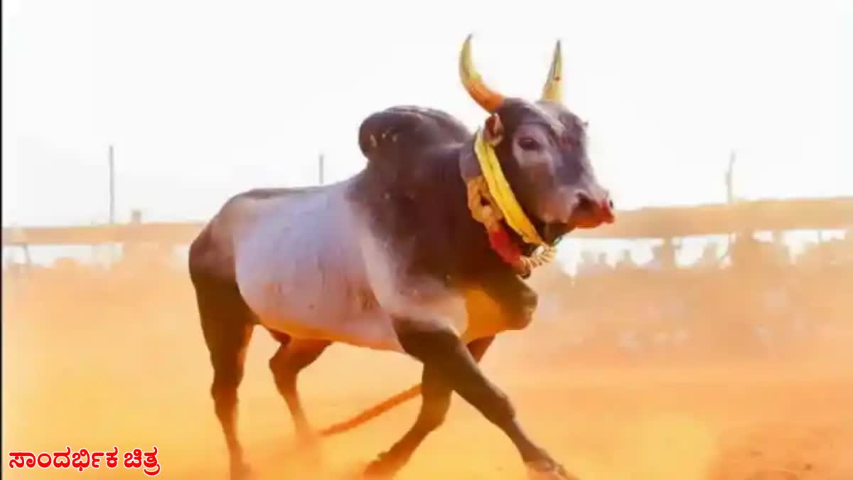 Man killed in bull  bull attack  new Delhi  ಗೂಳಿ ಗುದ್ದಿದೇಟಿಗೆ ವ್ಯಕ್ತಿ ಬಲಿ  ರಾಷ್ಟ್ರ ರಾಜಧಾನಿ ನವದೆಹಲಿ