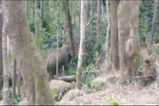 wild elephant problem in Chikkamagaluru