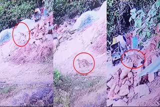 പുലിക്കൂട്ടം  സിസിടിവി പുലി  CCTV Visual of Leopards  Kodancheri tigers Video  Kodancheri Leopards