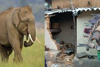 Elephant Terror in Balrampur