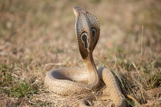 Scientists at the Indian Institute of Science (IISc) have developed a synthetic human antibody that can neutralise a potent neurotoxin produced by the Elapidae family of highly toxic snakes, which includes the cobra, king cobra, krait and black mamba.  The team at IISc's Scripps Research Institute and the Evolutionary Venomics Lab (EVL) at the Centre for Ecological Sciences (CES), adopted an approach used earlier to screen for antibodies against HIV and COVID-19 in order to synthesise the new venom-neutralising antibody.