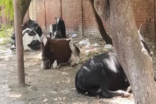दिल्ली में सड़कों पर आवारा जानवरों का आतंक