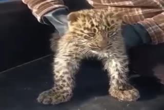 a-leopard-cub-captured-in-frasipora-pulwama-by-the-locals