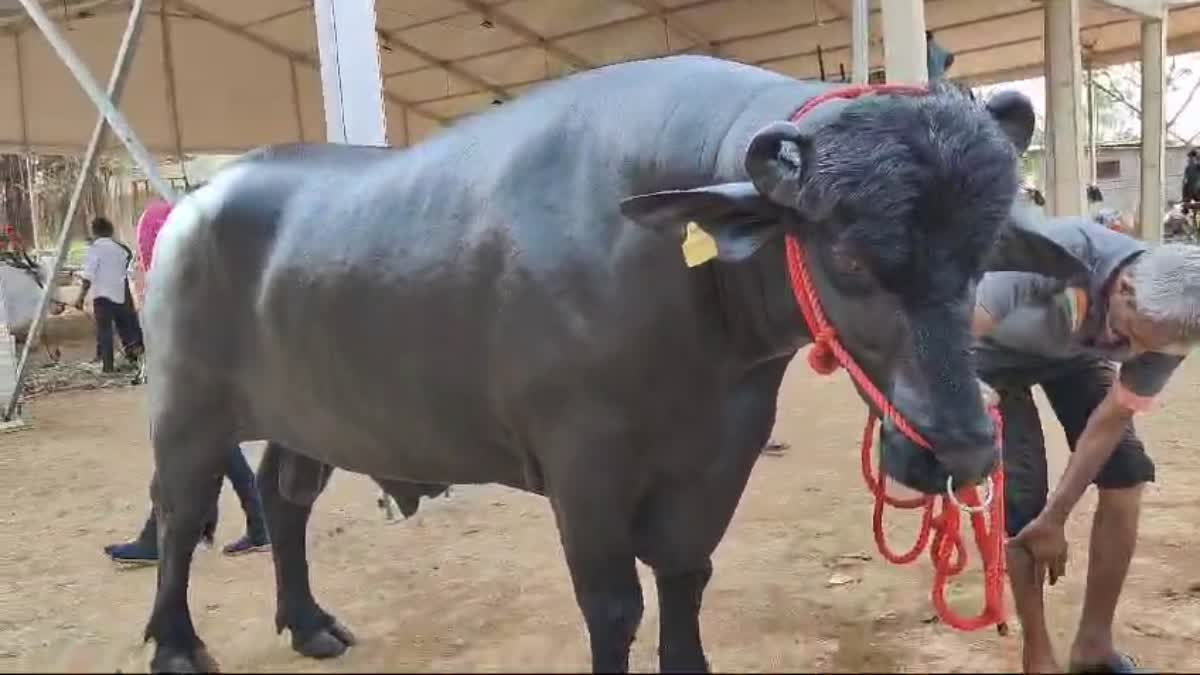 WORLDS TALLEST BUFFALO  BHIMA AGRICULTURE EXHIBITION  BUFFALO WORTH RS 25 CRORE  WORLDS TALLEST BUFFALO IN KOLHAPUR