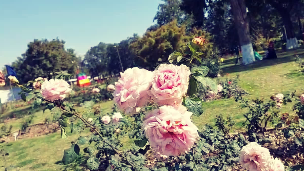 Chandigarh Rose Festival 2025