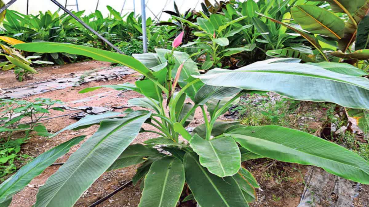 three_feet_banana_tree_for_decoration_in_eluru_district