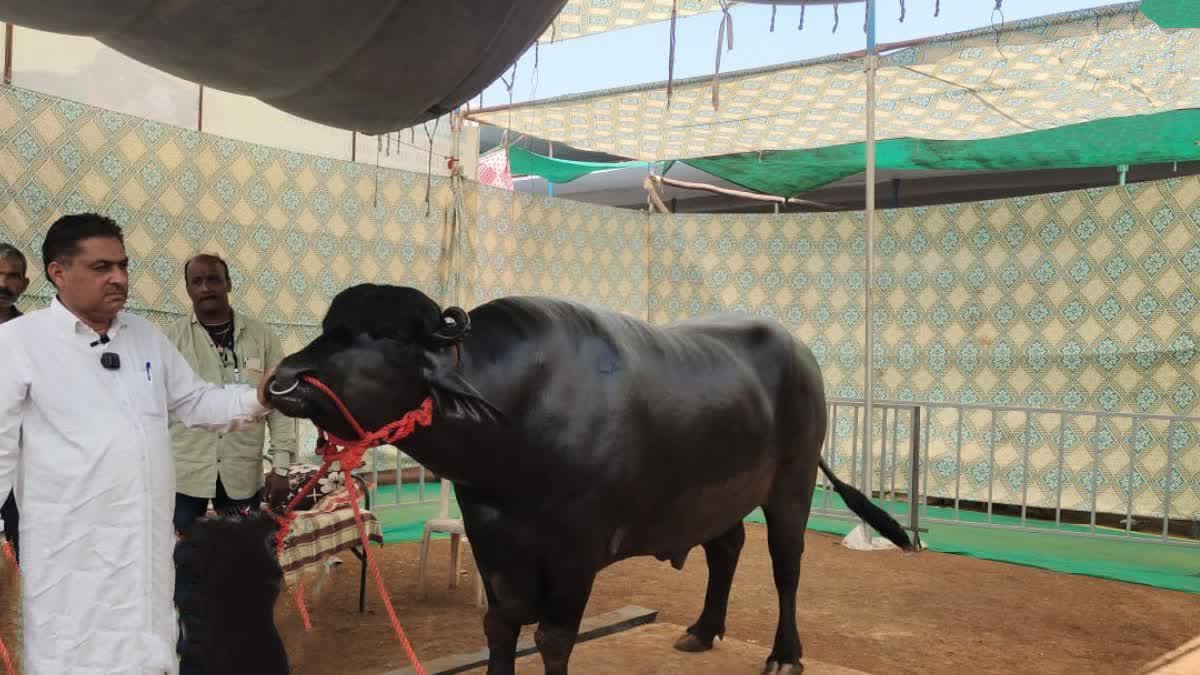 Tallest Buffalo in Maharashtra