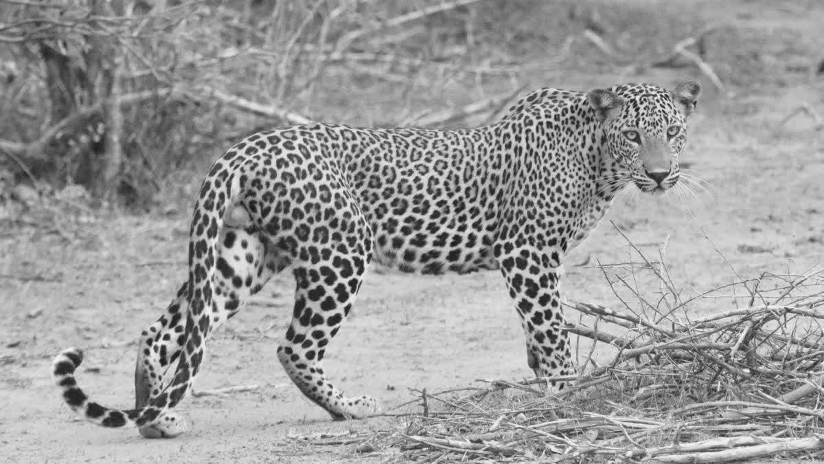 LEOPARD INJURED