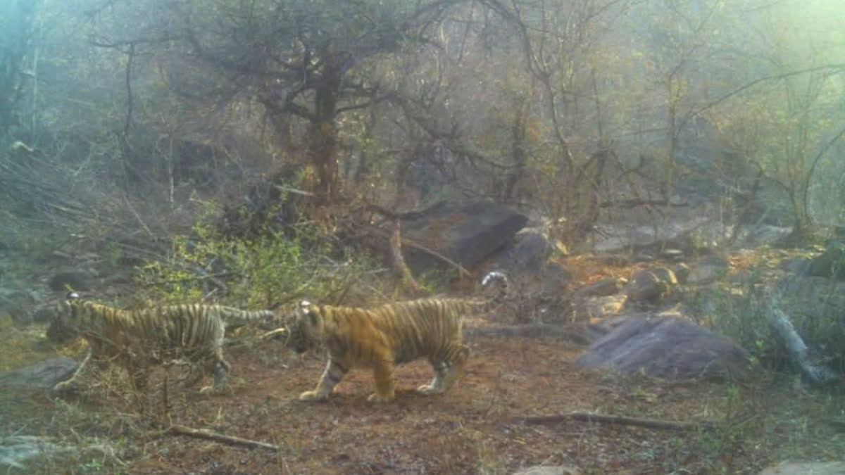 tigress gave birth to four cubs