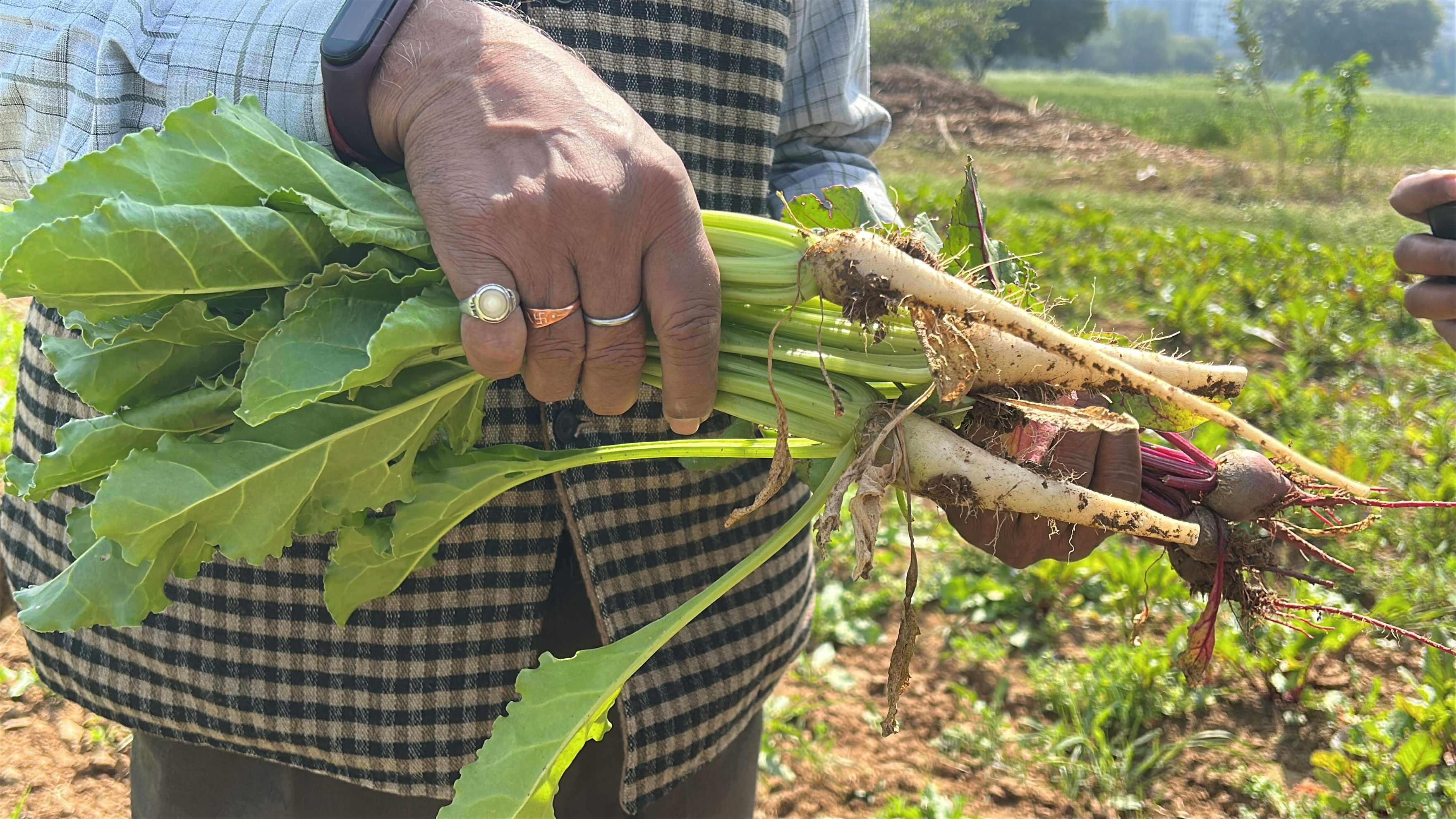 SUGAR BEET HARVESTING