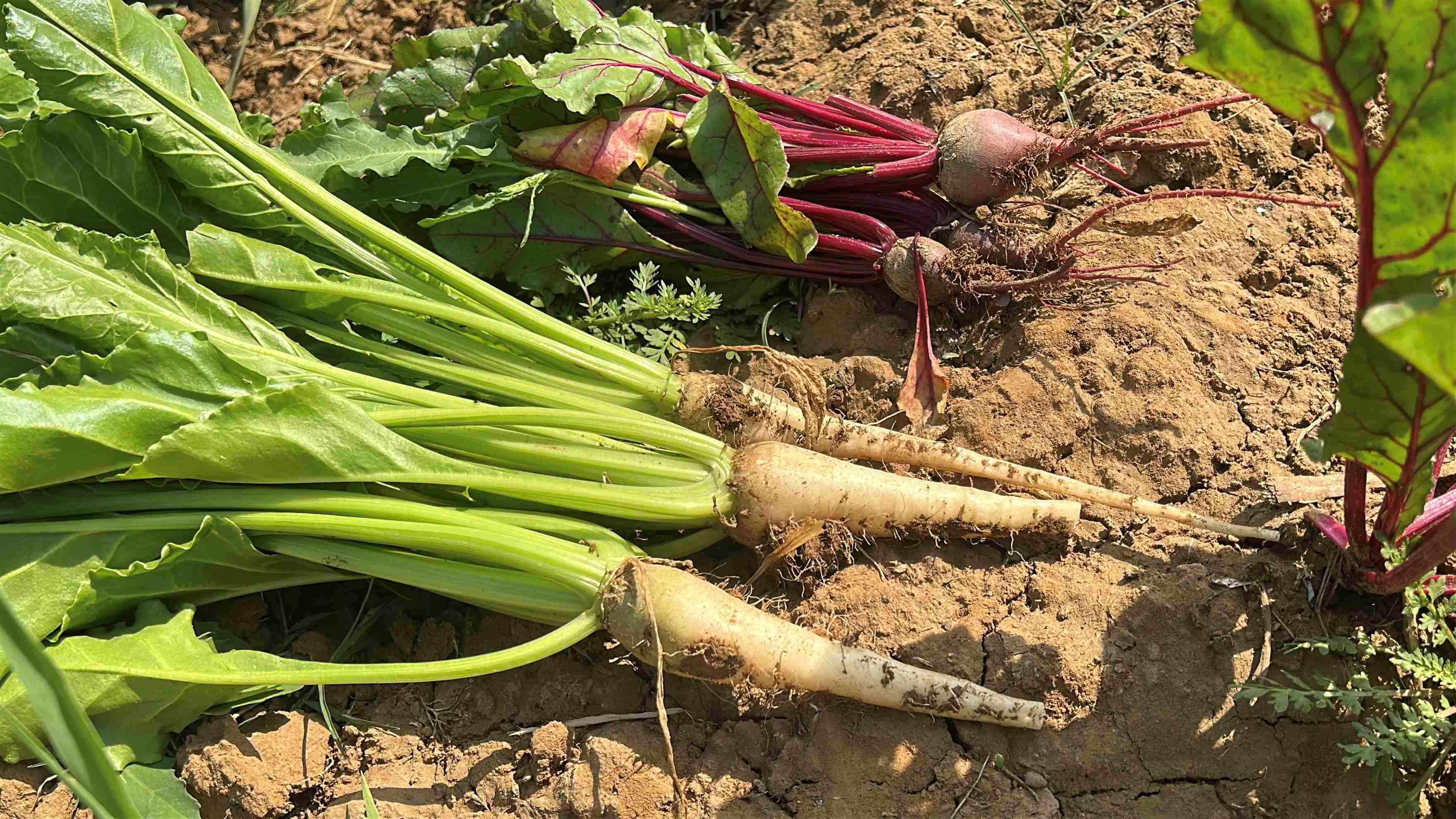 Sugar beet harvesting