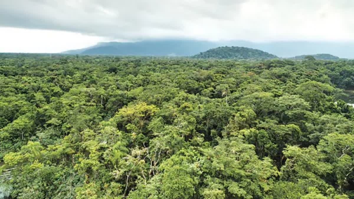 UNREGULATED CONSTRUCTION IN FOREST