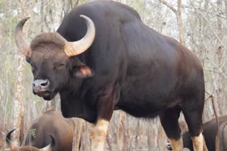 Bison shifted in Bandhavgarh