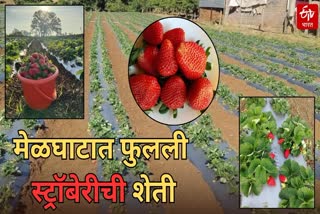 Amravati Strawberry Farming, farmers from Motha and Aladoh in Melghat successfully cultivated strawberries