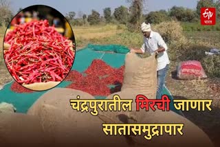 Chandrapur Mirchi export to Europe, chandrapur red chillis to be exported to europe