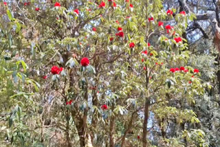 Climate Change in Nainital