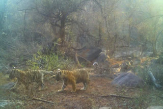 tigress gave birth to four cubs