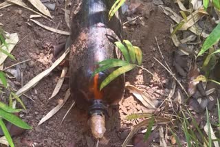 Security forces in Bijapur, Chhattisgarh, successfully thwarted a Maoist attack attempt after discovering an improvised explosive device (IED) planted just 100 metres from their camp in the Gangalur area.