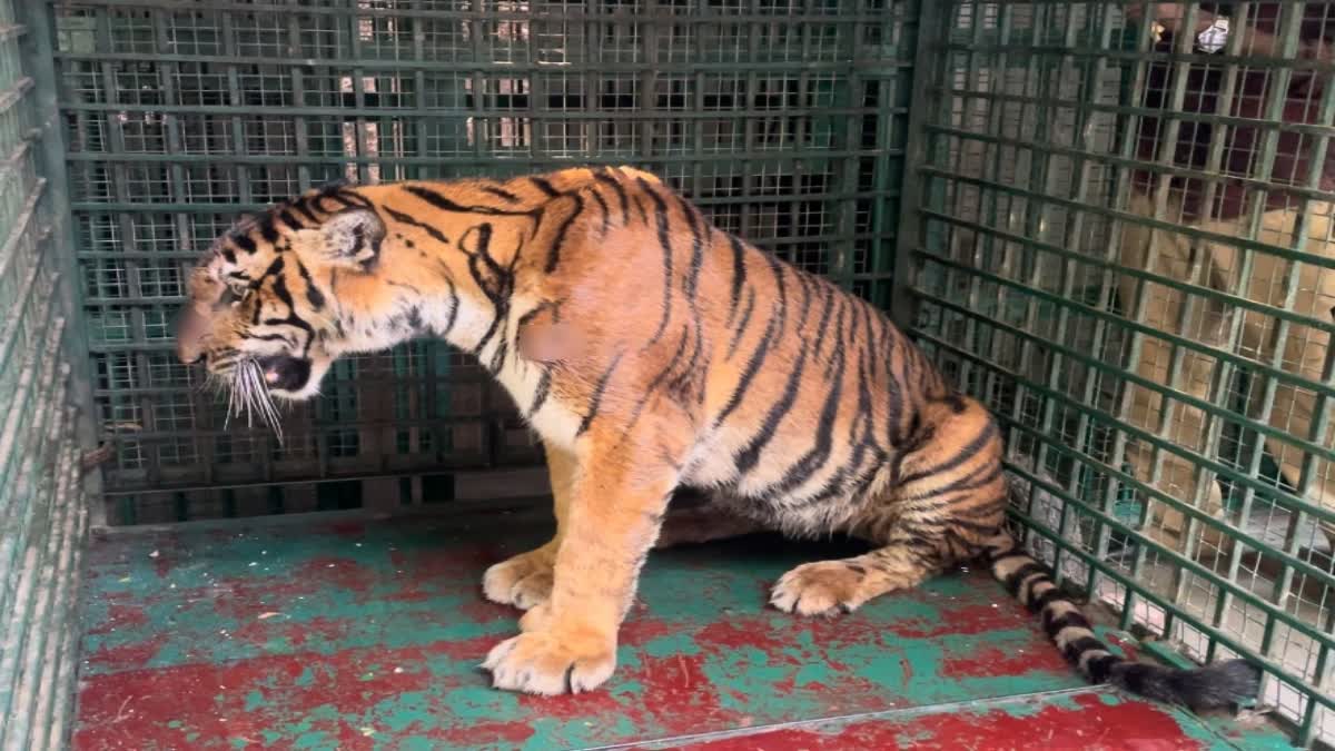 female tigress captured  Thiruvananthapuram Zoo  wayanad female tiger  tigress captured from wayanad