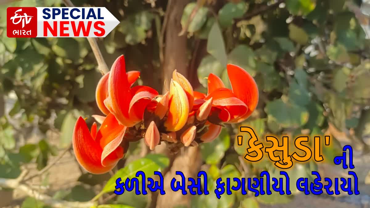 કેસુડાની કળીએ બેસી ફાગણીયો લહેરાયો