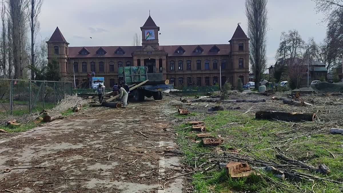 Over 200 Poplar Trees Axed at UNESCO-awarded Kashmir College