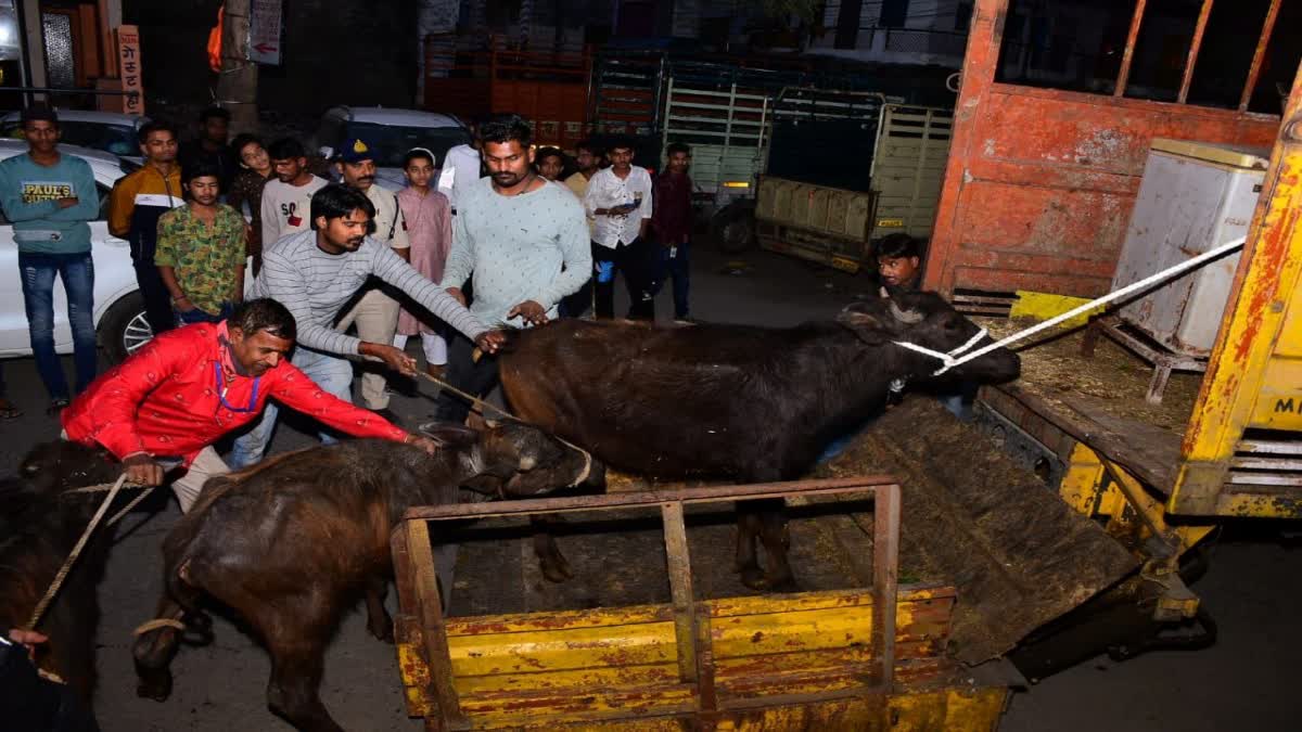ujjain illegal slaughter houses