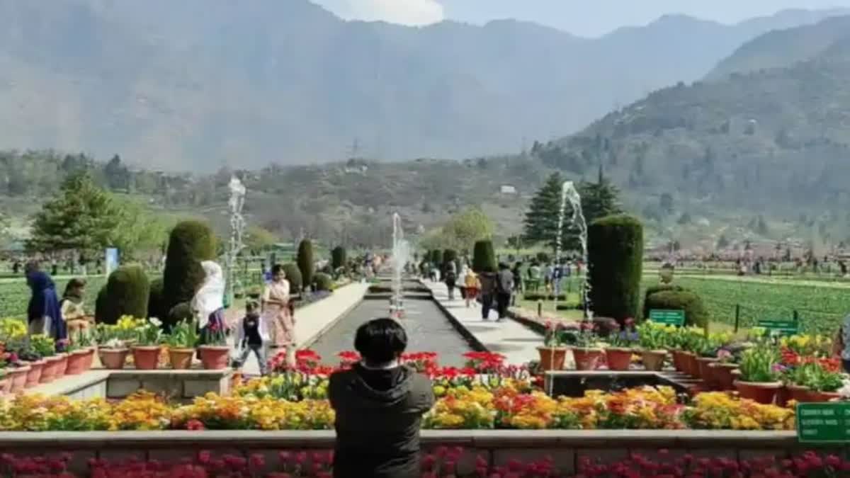 Kashmir's Tulip Garden Thrown Open For Public