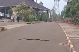 Snake  came out from mangaluru Pilikula Nisargadhama