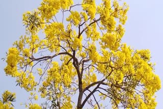 sagar university botanical garden exotic tree flowers