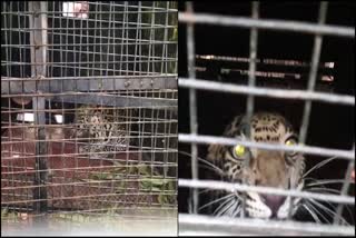 Leopard finally captured in the bone: Residents of Kumata Chitragi are relief