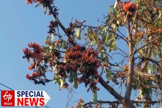 'ફાગણમાં ફોરમ ફેલાવતા કેસુડા'