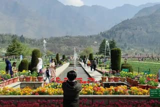 Srinagar famous Tulip Garden has officially opened for tourists
