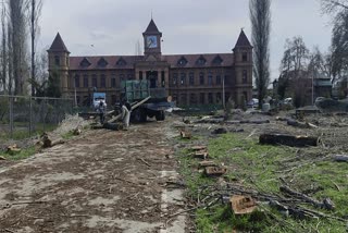 Iconic Poplar Trees Axed