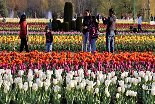 TULIP GARDEN  KASHMIR TOUSIST SPOT  TULIP GARDEN OPENED  KASHMIR TOURISM