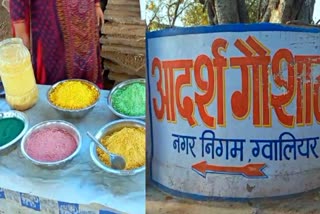 Cow dung herbal gulal gwalior holi 2024