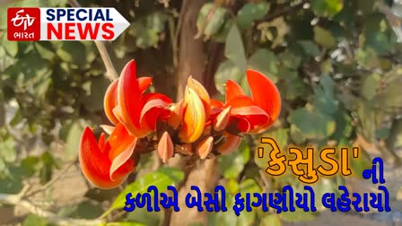 કેસુડાની કળીએ બેસી ફાગણીયો લહેરાયો