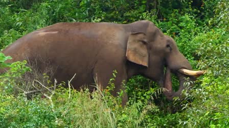 WHILED ELEPHANT ATTACK  CHINNAKANAL CHAKKAKOMBAN  CHAKKAKOMBAN  IDUKKI