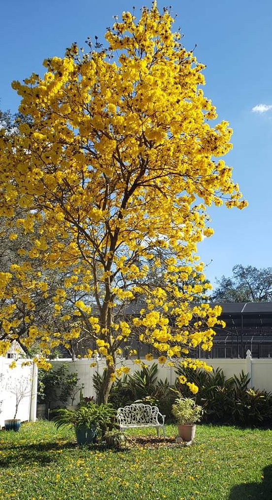 sagar university botanical garden exotic tree flowers