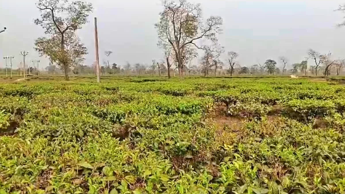 Quality Of Assam Tea