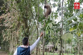 HOOLOCK GIBBON