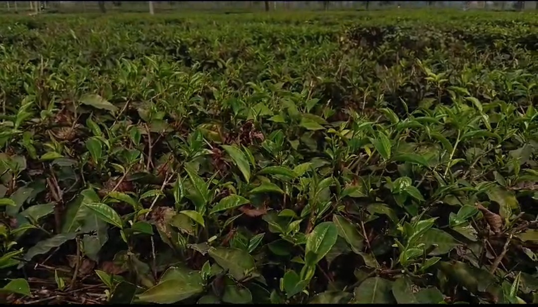 Quality Of Assam Tea