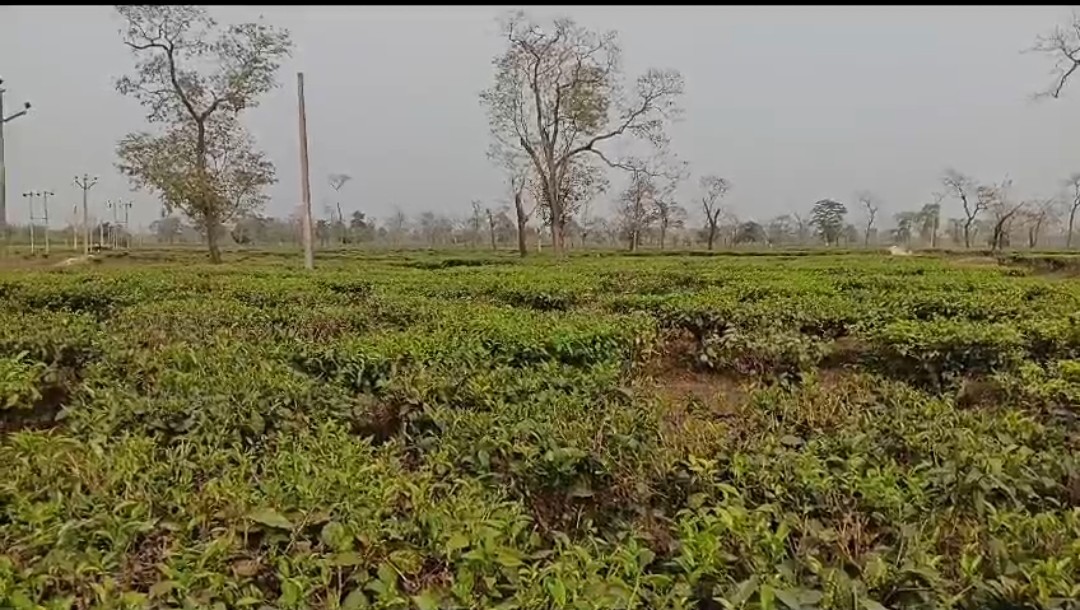 Quality Of Assam Tea