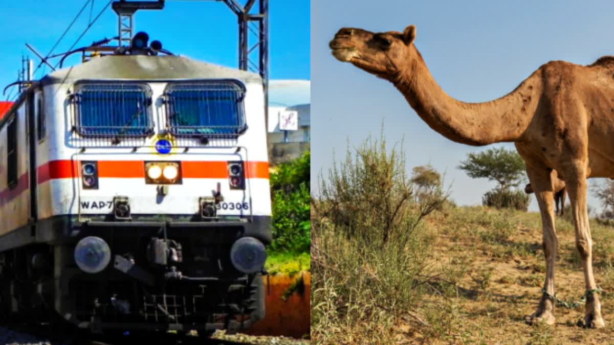 CAMEL COLLIDED WITH TRAIN