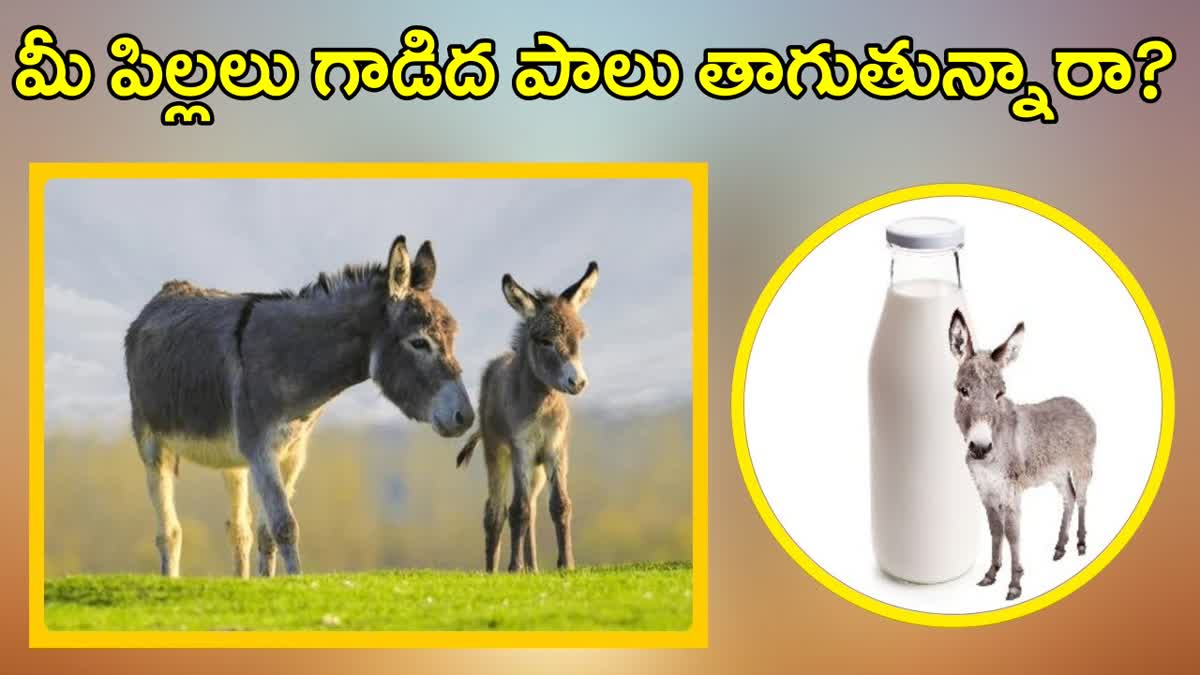 Donkey Milk