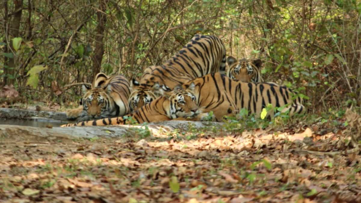 KANHA TIGER RESERVE UPDATE